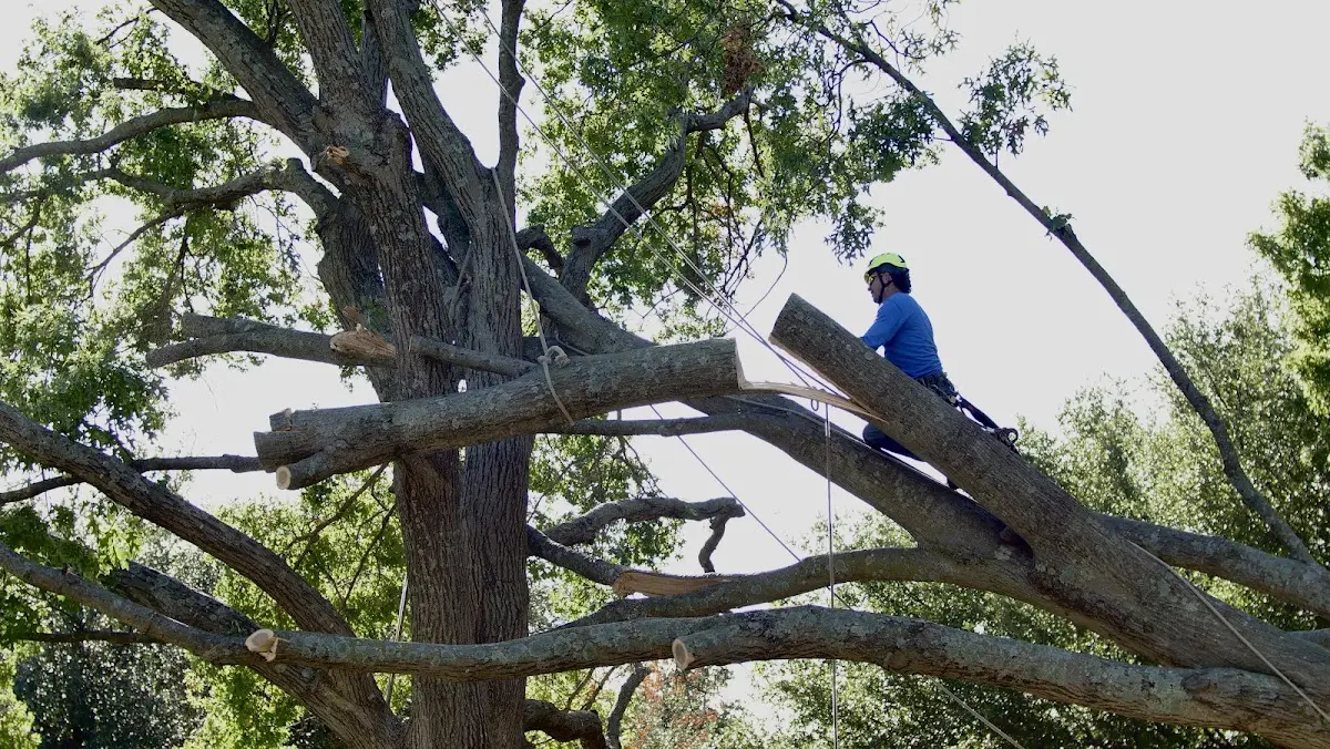 Professional Crown Thinning performed by certified arborists in Bulpitt